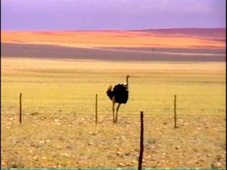 Vogel Strauss auf dem weiten Farmland.