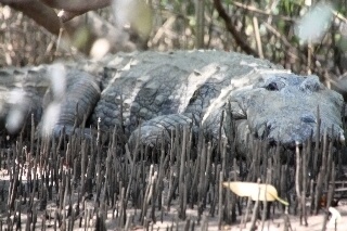 wild Krokodile in Indien
