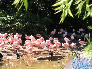 Zoo Hannover