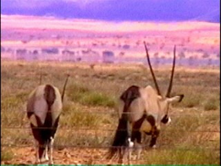 Oryx Antilopen in der Wildnis